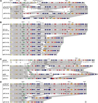 Characterization of IncC Plasmids in Enterobacterales of Food-Producing Animals Originating From China